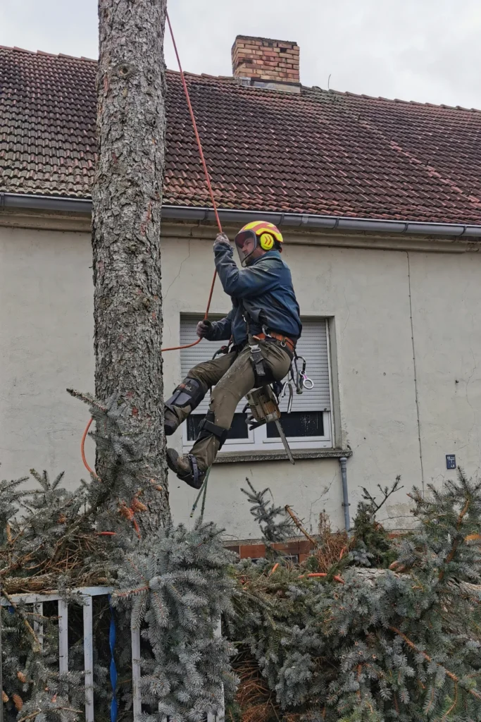 Baumkletterer bei einer Baumfällung mit Seilklettertechnik in Berlin und Brandenburg