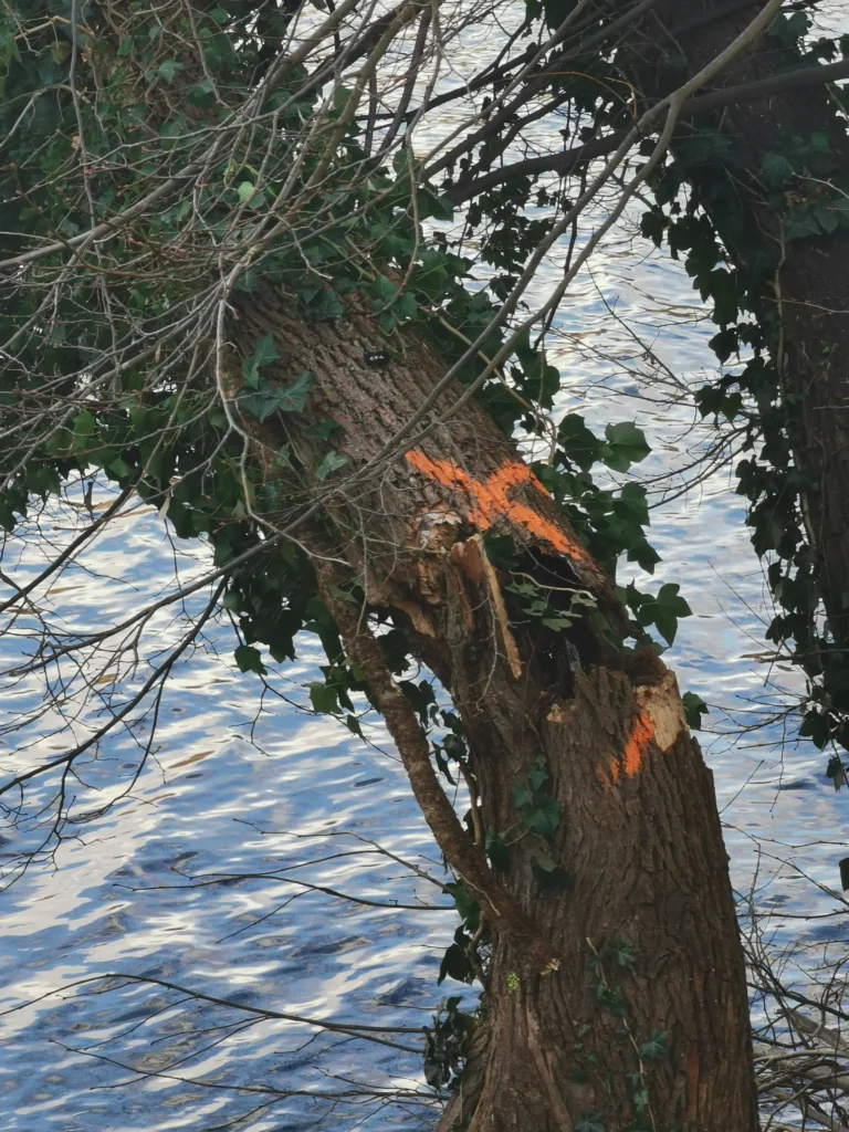 Beschädigter Baum mit Stammbruch und Fäulnis – Baumfällung in Berlin und Brandenburg