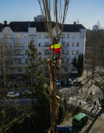 Baumpfleger in Schutzkleidung klettert per Seilklettertechnik an einem Baumstamm