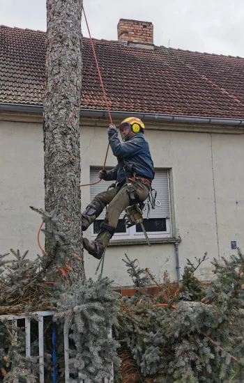 Baumkletterer bei einer Baumfällung mit Seilklettertechnik in Berlin und Brandenburg
