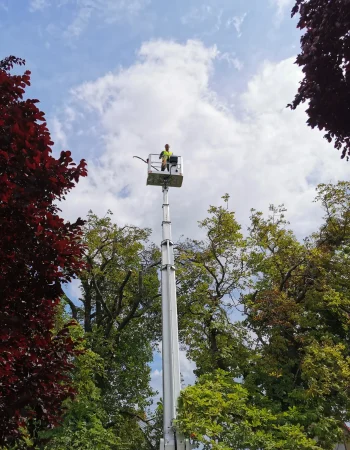 Person in gelber Schutzkleidung steht in einer Hebebühne über Bäumen und führt Baumpflegearbeiten durch