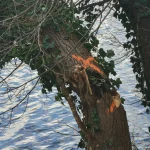 Beschädigter Baum mit Stammbruch und Fäulnis – Baumfällung in Berlin und Brandenburg
