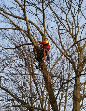Person in Schutzkleidung klettert in einem kahlen Baum und führt Kronenschnitt durch