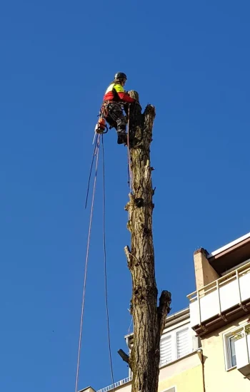 Baumfällung mit Seilklettertechnik an einem hohen Baum in Berlin und Brandenburg
