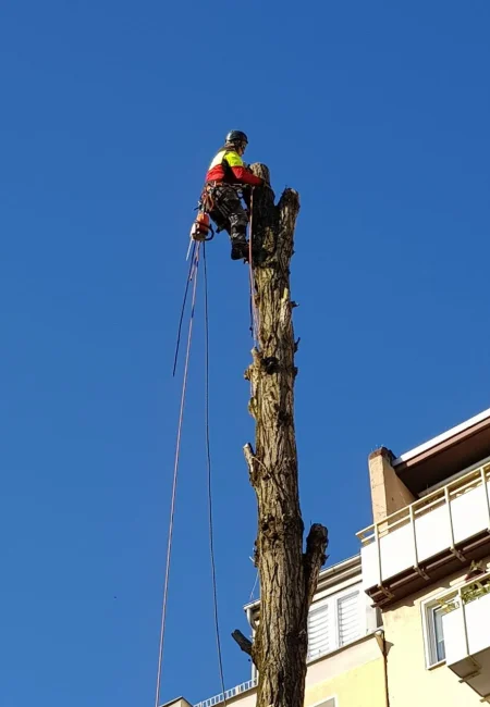 Baumfällung mit Seilklettertechnik an einem hohen Baum in Berlin und Brandenburg